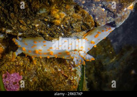 Clown Dorid, Triopha catalinae, in einem Gezeitenbecken unter einem Meeresbogen am Point of Arches, Olympic National Park, Washington State, USA Stockfoto