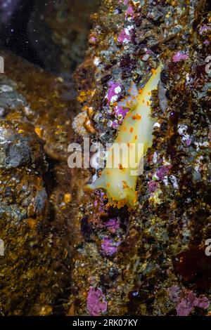 Clown Dorid, Triopha catalinae, in einem Gezeitenbecken unter einem Meeresbogen am Point of Arches, Olympic National Park, Washington State, USA Stockfoto