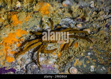 Northern Kelp Crab, Pugettia producta, Point of Arches, Olympic National Park, Washington State, USA Stockfoto