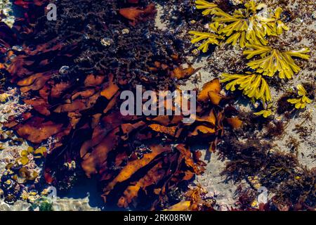 Bunte Algen in den Gezeitenbecken von Point of Arches, Olympic National Park, Washington State, USA Stockfoto