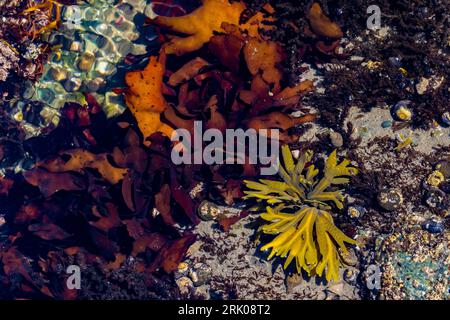 Bunte Algen in den Gezeitenbecken von Point of Arches, Olympic National Park, Washington State, USA Stockfoto