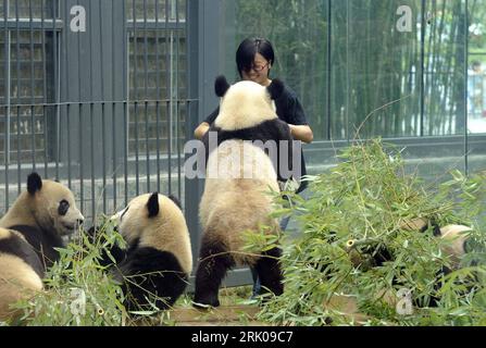 Bildnummer: 52671456  Datum: 29.07.2008  Copyright: imago/Xinhua Pandas mit Pflegerin im Zoo von Peking PUBLICATIONxNOTxINxCHN, Personen , Tiere; 2008, Peking, Pandabär, Bär, Panda, Junges, Jungtier; , quer, Kbdig, Gruppenbild,  ,  , o0 China, Asien    Bildnummer 52671456 Date 29 07 2008 Copyright Imago XINHUA Pandas with Nurse in Zoo from Beijing PUBLICATIONxNOTxINxCHN People Animals 2008 Beijing Panda bear Bear Panda Young Young animal horizontal Kbdig Group photo o0 China Asia Stock Photo