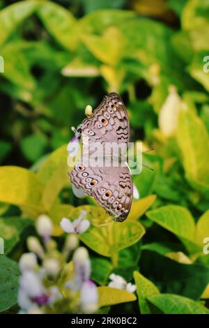 Schmetterling sitzt auf einer Blume und breitet seine Flügel aus, 21. november 2021 Stockfoto