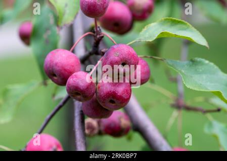 Zierapfelrote Früchte Close-up selektiver Fokus Stockfoto