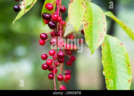 Prunus serotina, wilde Schwarzkirsche unreife Beeren, selektiver Fokus Stockfoto