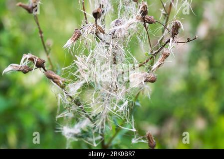 Cirsium arvense, schleichende Distel flauschige Sommerblüten Closeup selektiver Fokus Stockfoto