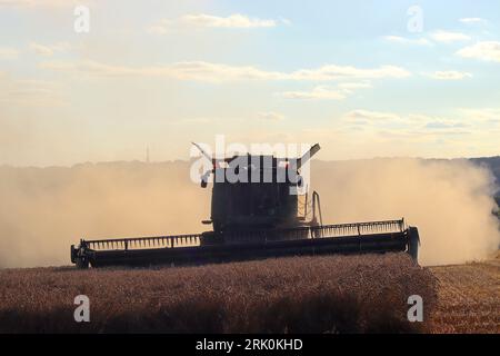 In a Buckinghamshire field, farm labourers hard at work harvesting a wheat crop with roughly 90 minutes of daylight left before sundown. Stock Photo