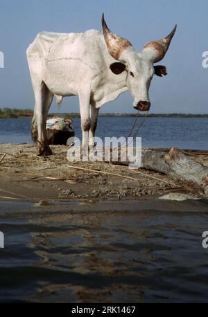 Islands of Lake Chad: Kuri cattle (Bos taurus), a breed of cattle with bulbous horns found on Lake Chad. Stock Photo