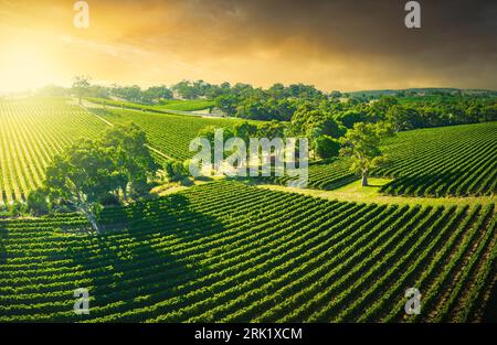 Beautiful vineyard in the Adelaide Hills Stock Photo