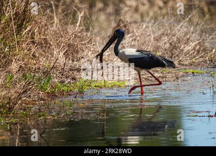 Der Schwarzhalsstorch (Ephippiorhynchus asiaticus) großer Herrenstorch mit einem riesigen schwarzen Schirm, schwarzem Kopf und Hals. Das Weibchen hat gelbe Augen. Stockfoto