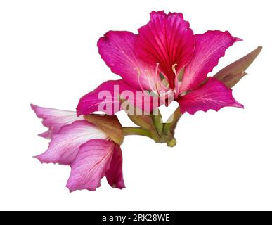 Bauhinia purpurea ( Purple Orchid Tree ) ... Purple orchid-like flowers on semi-deciduous shrub on an isolated white background. Stock Photo