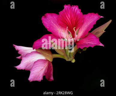 Bauhinia purpurea ( Purple Orchid Tree ) .Purple orchid-like flowers on semi-deciduous shrub on an isolated black background. Stock Photo