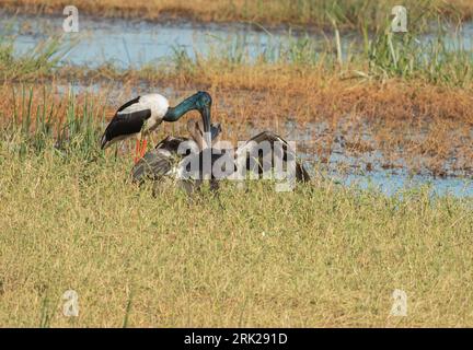 Der Schwarzhalsstorch (Ephippiorhynchus asiaticus) großer Herrenstorch mit einem riesigen schwarzen Schirm, schwarzem Kopf und Hals. Das Weibchen hat gelbe Augen. Stockfoto