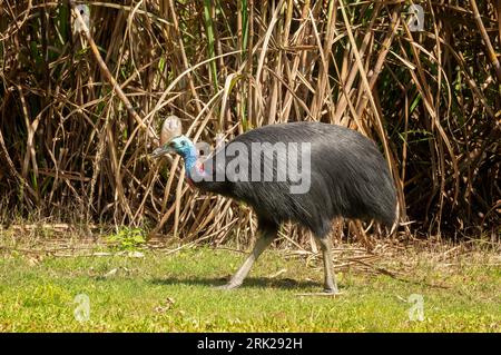 The southern cassowary (Casuarius casuarius johnsonii) is the largest fruit-eating bird in the world. Stock Photo