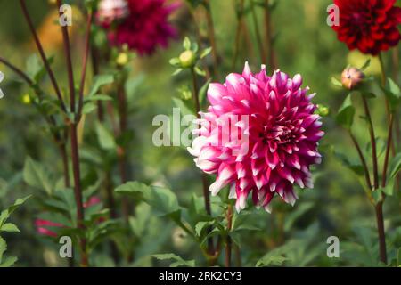 Dahlia pinnata ist eine Gattung der Gattung Dahlia Familie Asteraceae, es ist eine Art der Gattung und Stockfoto