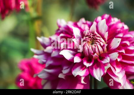 Makro- und Nahaufnahme von Dahlienblüten, wunderschönen rosa und weißen Dahlienblüten Stockfoto