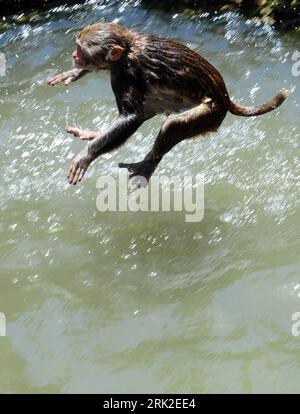 Bildnummer: 53173300 Datum: 24.06.2009 Copyright: imago/Xinhua Ein Affe springt in einen Pool, um sich in der Hitzewelle im Wangcheng Zoo in der Stadt Luoyang, Provinz Henan in Zentralchina, abzukühlen, 24. Juni 2009. Eine Hitzewelle von über 35 Grad Celsius fegte in den vergangenen Tagen Zentral-, Ost- und Nordchina. Tiere kbdig Aussenansichten einer Affe springt in einen Pool ein kühler Selbst unten im Heatwave am der Wangcheng Zoo in Luoyang Stadt, zentralchinesische Provinz Henan, 24. Juni 2009. Eine Hitzewelle von vorbei 35 Grad Celsius gekehrt Zentral-, Ost- und Nordchina in der Vergangenheit. A Stockfoto