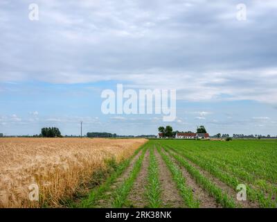 Gerstenfeld und Maisfeld in westflandern bei brügge und oostende Stockfoto