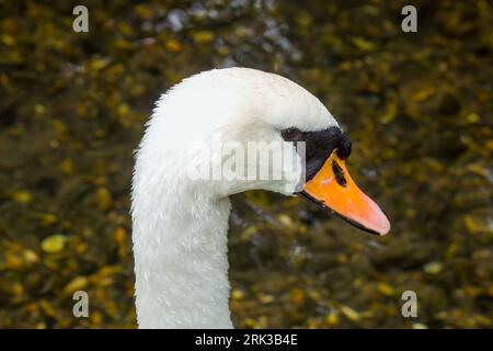 Nahaufnahme eines stummen Schwans cygnus olor mit Wasser im Hintergrund Stockfoto