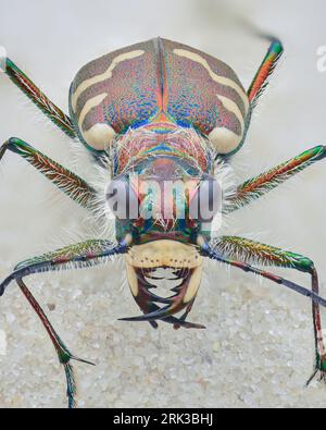 Vollständige Ansicht eines braunen Tigerkäfers mit cremeweißen Flecken auf dem Elytra und dichten weißen Haaren, die auf Sand stehen (Dünen-Tiger-Käfer, Cicindela hybrida) Stockfoto