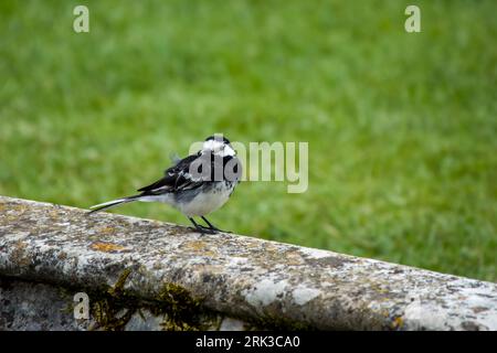 Nahporträt eines holzigen Bachschwanzes Motacilla Alba, der auf einer Wand mit Gras im Hintergrund thront Stockfoto