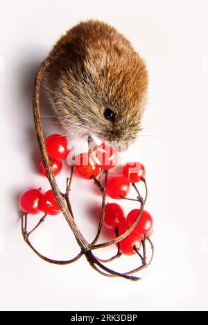 Borealwälder Beeren mit Graubeitel (Clethrionomys rufocanus) und reifer roter europäischer Hundehai (Viburnum opulus) sind die bevorzugten Lebensmittel. Isoliert auf w Stockfoto