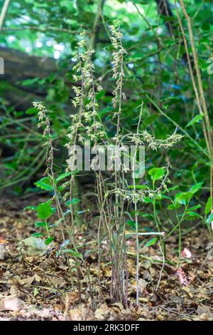 Violet helleborine (Epipactis purpurata), clump of violet helleborines, a woodland orchid species, Hampshire, England, UK Stock Photo