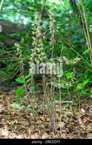 Violet helleborine (Epipactis purpurata), clump of violet helleborines, a woodland orchid species, Hampshire, England, UK Stock Photo