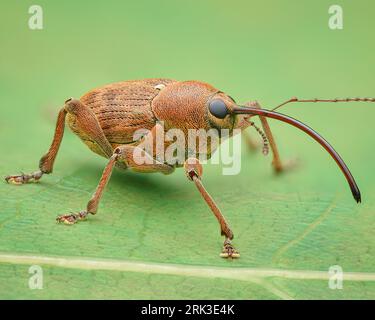 Side-view of brown weevil with a long proboscis standing on a green leaf (Acorn Weevil, Curculio glandium) Stock Photo