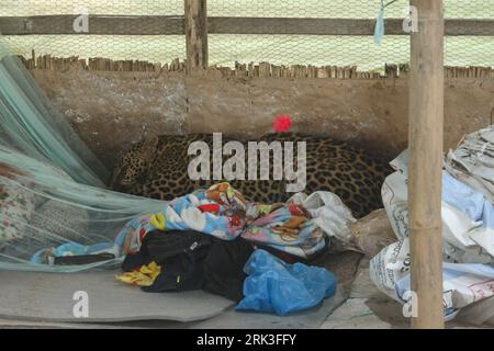 Kathmandu, NE, Nepal. August 2023. Ein Leoparden ist in einer Geflügelfarm nach einem Zusammenstoß mit Menschen am Rande von Kathmandu, Nepal, am 24. August 2023 abgebildet. (Bild: © Aryan Dhimal/ZUMA Press Wire) NUR REDAKTIONELLE VERWENDUNG! Nicht für kommerzielle ZWECKE! Quelle: ZUMA Press, Inc./Alamy Live News Stockfoto