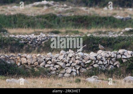 Rock Partridge Alectoris graeca - steinhuhn - ssp. Saxatilis, Kroatien, Erwachsene Stockfoto