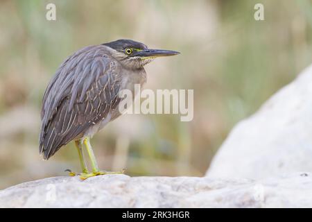 Gestreift Heron - Mangrovereiher Butorides striata - ssp. brevipes, Oman, 1. CY Stockfoto