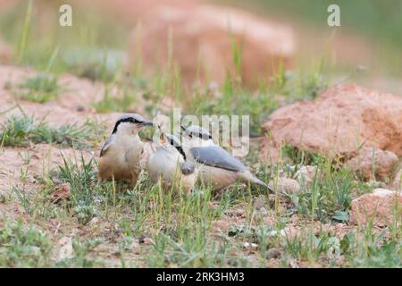 Eastern Rock Nuthatch (Sitta tephronata tephronata) in Tadschikistan. Erwachsene und zwei bettelnde Jugendliche stehen auf dem Boden. Stockfoto