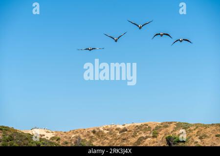 A pod of pelicans in flight. Shoalwater Islands Marine Park, Rockingham, Western Australia. Stock Photo