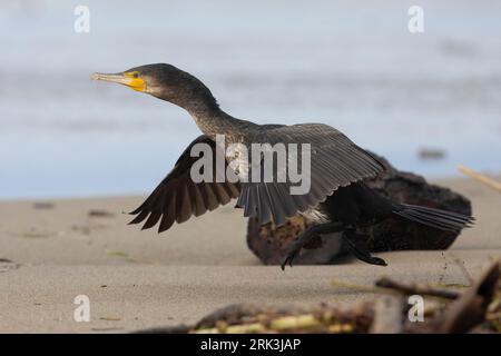 Continental Great Cormorant (Phalacrocorax carbo sinensis), Seitenansicht eines jungen Fluges, Kampanien, Italien Stockfoto