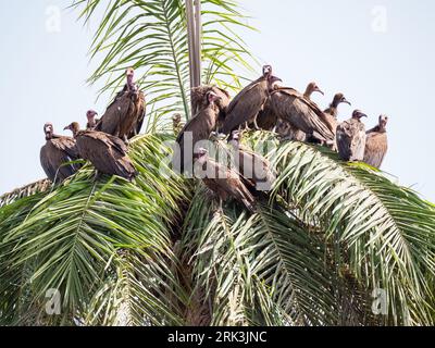 Group of Hooded Vultures (Necrosyrtes monachus) perched in a palm tree in the Gambia. Stock Photo