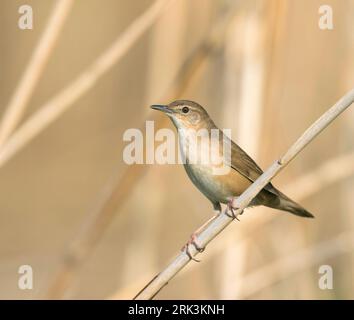 Savis Warbler - - Locustella luscinoides Rohrschwirl, Deutschland Stockfoto