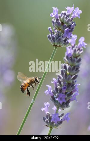 Honey bee approaches on a lavender Stockfoto