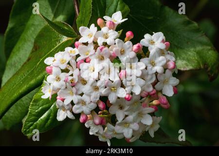 Viburnum tinus 'Eve Price' aka (laurustinus 'Eve Price'), Blume Stockfoto