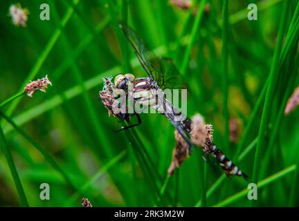 Neu gemolzter südlicher Hawker oder blauer Hawker (Aeshna cyanea), eine Art von Hawker Libelle Stockfoto