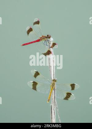 Banded darters (Sympetrum pedemontanum) perched on a dry stalk in Beaucaire, with a green background, Southern France. Stock Photo