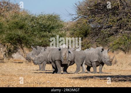 Eine Gruppe von vier weißen Nashörnern, Ceratotherium simum, steht in der Savanne. Kalahari, Botswana Stockfoto