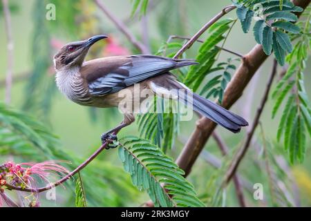 New Caledonian Friarbird, Philemon diemenensis, auf Neukaledonien, im südwestlichen Pazifik. Stockfoto