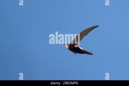 Hybrid Little x White-rumped Swift (Apus affinis x Caffer) im Flug in der Little Swift-Kolonie im Hafen von Chipiona, Andalusien, Spanien Stockfoto