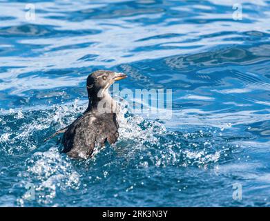 Nashörner Auklet (Cerorhinca monocerata) schwimmen im pazifischen Ozean vor der Half Moon Bay, Kalifornien, USA. Stockfoto