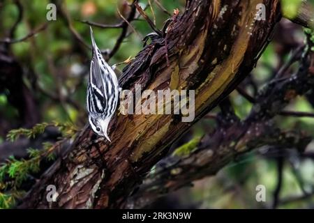 Erster Winter männlicher Schwarzweißschwärzer (Mniotilta varia) hoch oben im Wacholderbaum im Leuchtturm-Tal, Corvo, Azoren, Portugal. Stockfoto