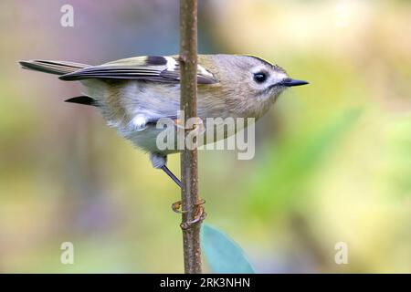 Nahaufnahme eines winzigen Goldcrest, das in einem Stadtpark in Amsterdam vor einem klaren violetten und gelben Hintergrund nach Insekten sucht. Stockfoto