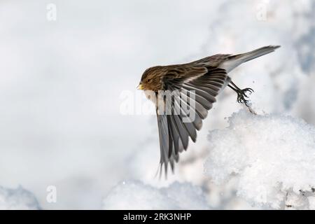 Twite (Carduelis flavirostris flavirostris), side view of bird taking off from frosty plant Stock Photo