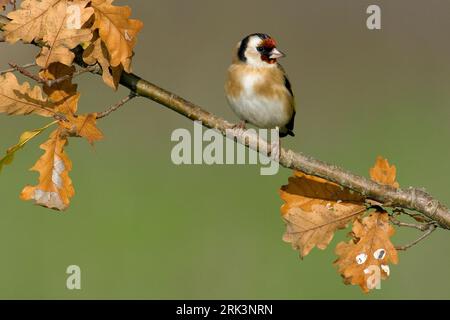 Putter op een Tak; Europäische Goldfinch thront auf einem Zweig Stockfoto