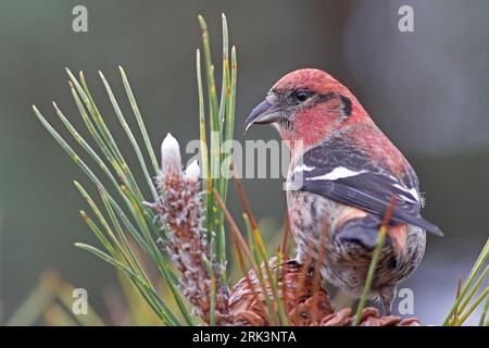 Männlicher Weißflügel-Crossbill (Loxia leucoptera leucoptera) im Salisbury Beach State Reservation in Essex, Massachusetts, USA. Futtersuche an Stift Stockfoto